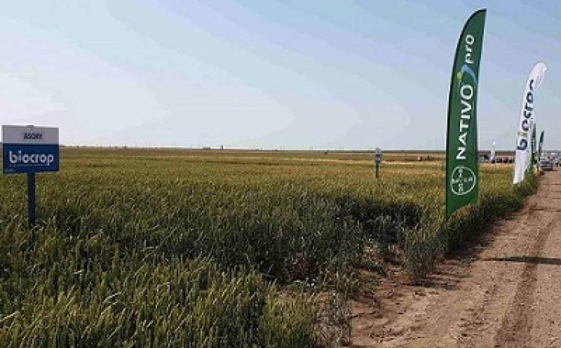Imbunatatirea continua a soiurilor: parteneriat Biocrop-Agrichim